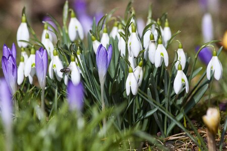 Snowdrop flowers blossom
