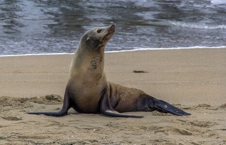 Sea marine mammal photo