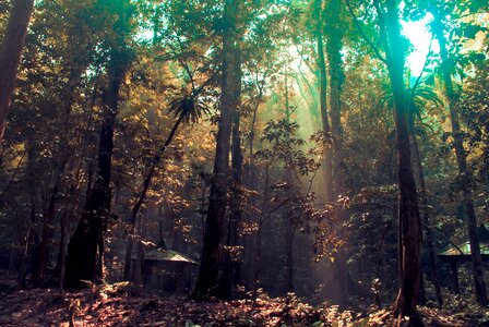 Sunray forest nature photo
