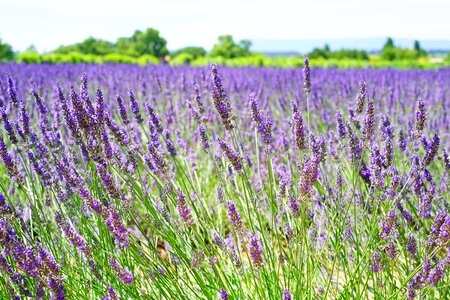 Agriculture aromatherapy beautiful flowers