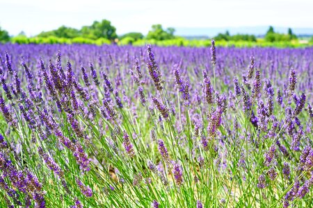 Agriculture aromatherapy beautiful flowers photo