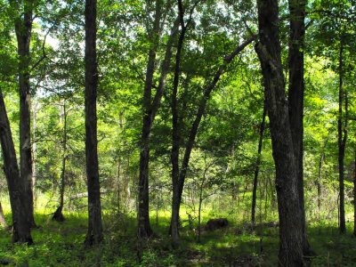 Densely Wooded Area photo
