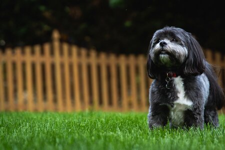 Pet animal puppy photo