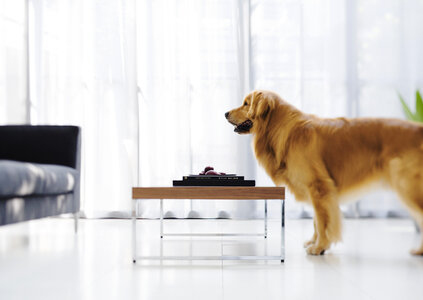 Golden retriever dog in living room photo