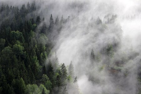 3 Black fog forest