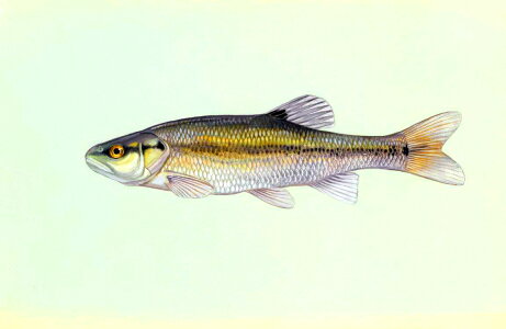 Fish illustration 