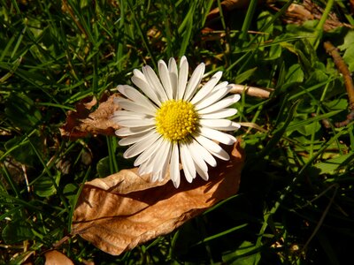 Daisy flower plant