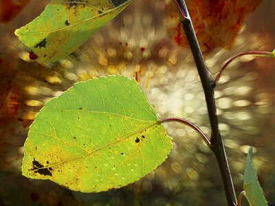 Foliage plant botany photo