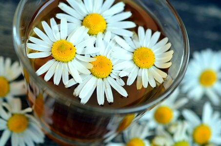 Beautiful Photo daisy flower