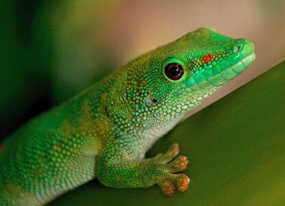 Green Gecko photo