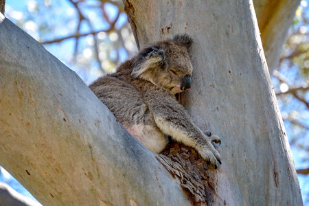 Koala Bear Sleeping on a Tree photo