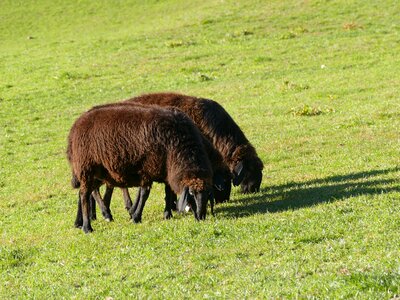 Livestock graze meadow photo