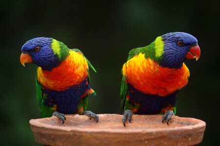 Rainbow colorful wildlife photo
