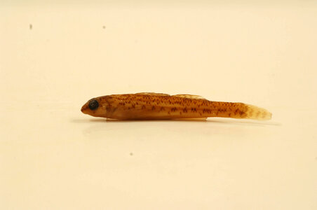 Etheostoma nigrum-5