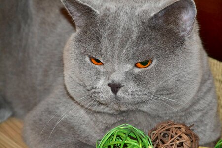 Cat british blue