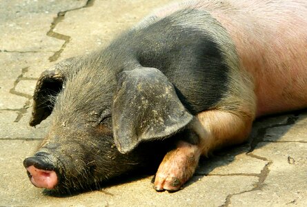 Sow animals animal