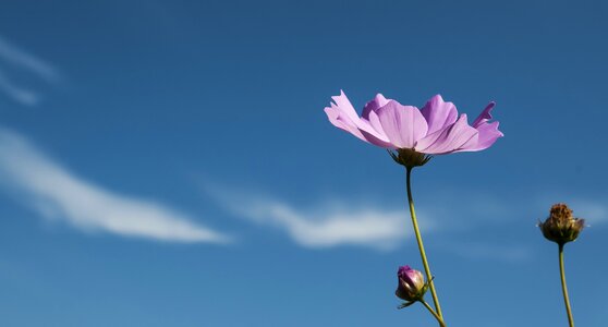 Cosmos field purple flowers photo