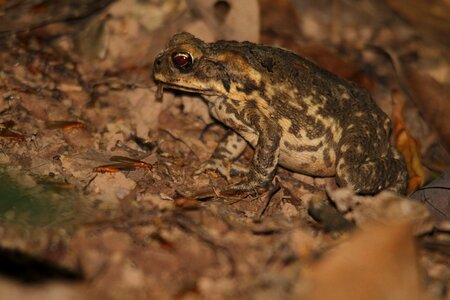 Amphibian animal wildlife photo