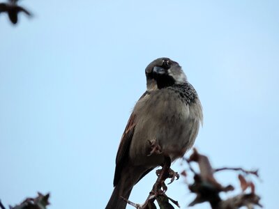 Sparrow bird wild