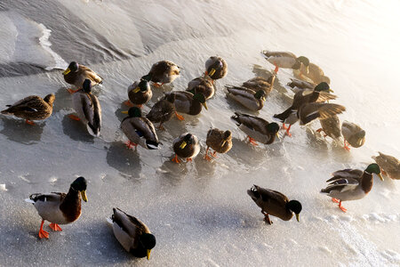 Ducks in Icy Water
