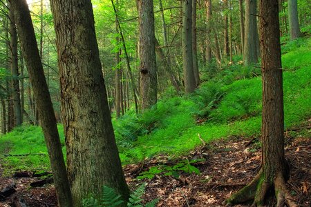 Bark branch climate photo