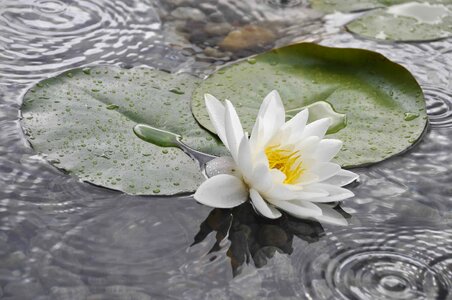 Aquatic beautiful beautiful flowers