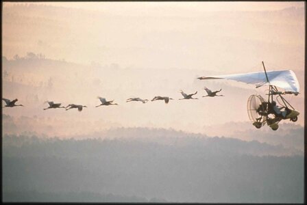 Bird glider hang