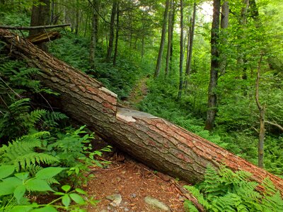 Bark branch climate