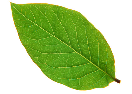 A beautiful lush green leaf. Isolated over white photo