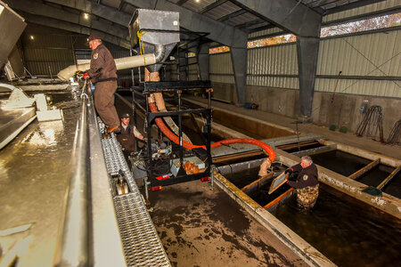 Service personnel prepare fish pump to load fish onto hatchery-4