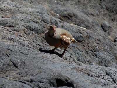 Alectoris barbara species pheasant-like photo