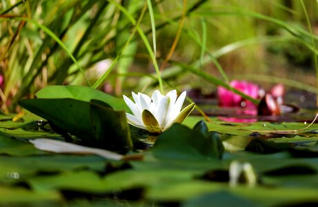 Aquatic beautiful beautiful flowers photo