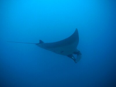 Maldives thailand divers photo