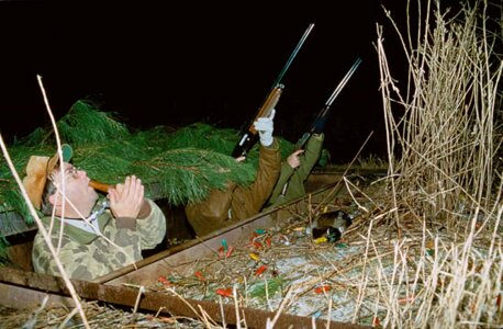 Bird evening hunt