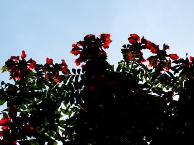 Bright african tulpenbaum spathodea campanulata photo