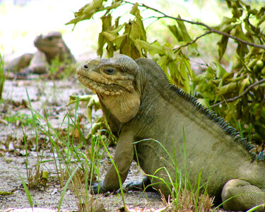 Mona Island iguana photo