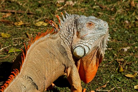 Dragon animal cold-blooded animal