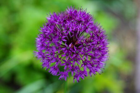 Purple garden close up photo