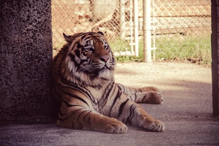 Animal carnivore cat photo