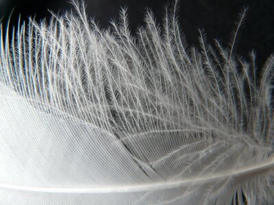 Down plumage bird