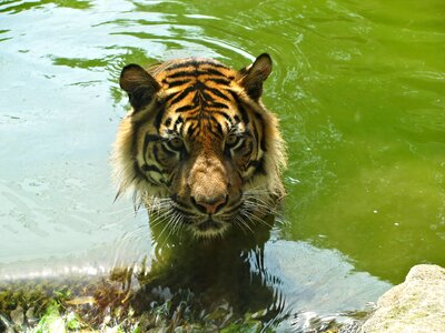 Cat face animal zoo