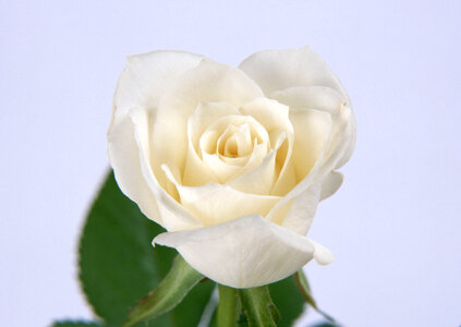 Bud of a white rose photo