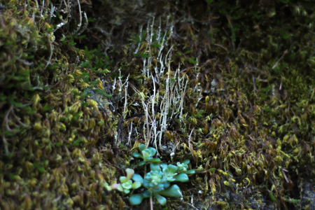 Branch color dark green