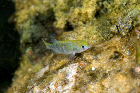 Ash Meadows Amargosa pupfish-1 photo