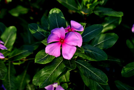 Flower Pink photo