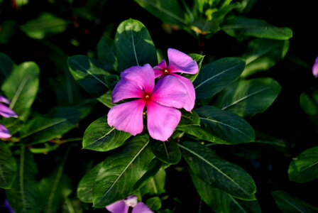 Flower Pink