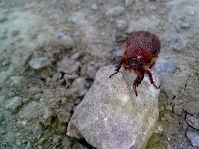 Background beetle bug