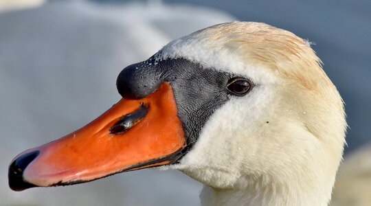 Beak feather portrait photo