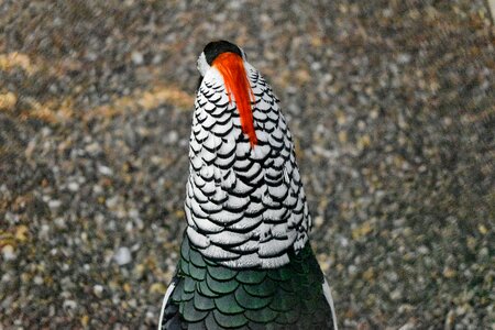 Bird head pheasant