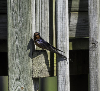 Barn Swallow sitting on post photo